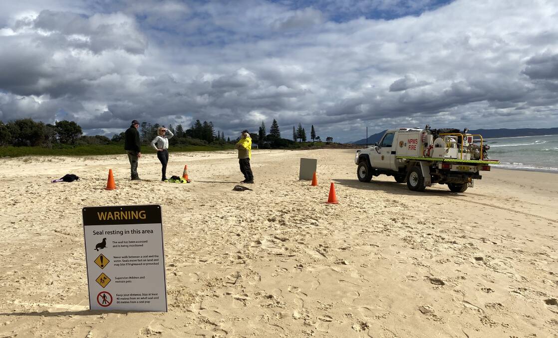 National Parks and Wildlife Services protect injured seal with traffic cones and signs on busy dog-walking beach. Picture by Ellie Chamberlain
