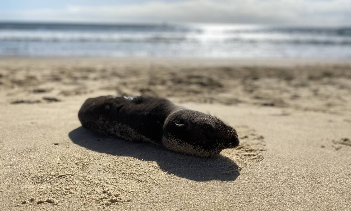 The seal pup was seen soaking up the sun on Main Beach. Picture by Ellie Chamberlain