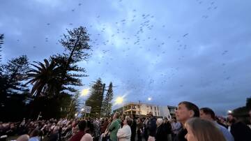 Hundreds of Lorikeets take flight over the Anzac Day crowd at South West Rocks.