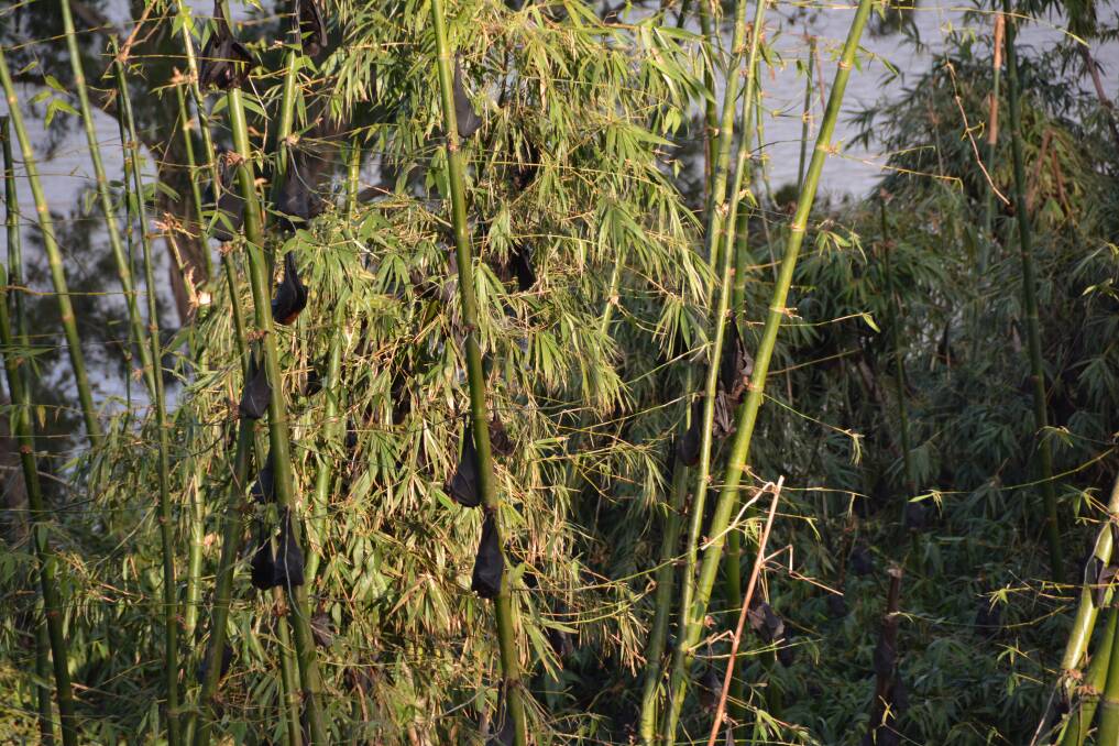 The bamboo in the Rudder Park Lookout is the perfect roosting spot for the flying fox colony. Photo: Emily Walker