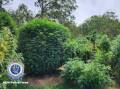 Police will allege in court that the two properties were being used for the large-scale cultivation of cannabis. Picture by NSW Police Force