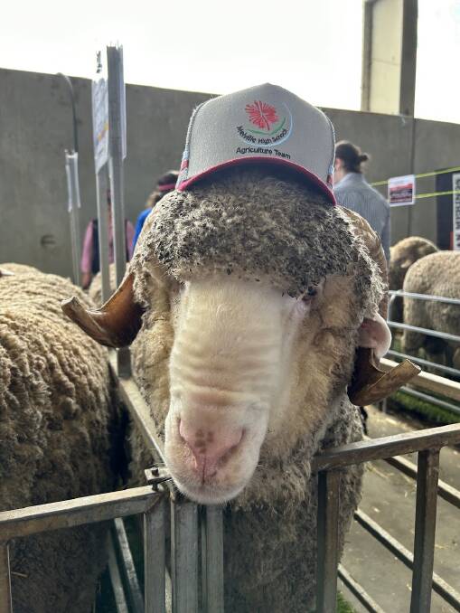 Students presented the six Merino sheep they have been raising since March this year. Picture supplied.