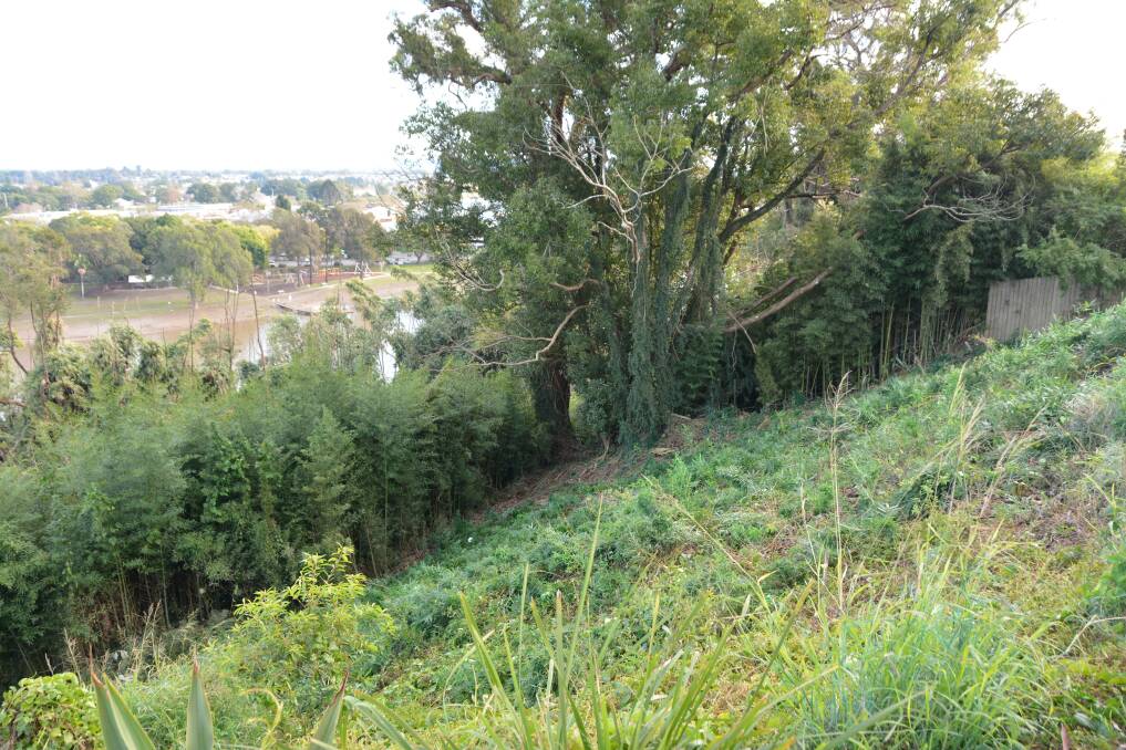 Ecologists visited the park to remove bamboo and exotic plants growing in the buffer zone to prevent any roosting spots forming close to residential areas. Picture: Emily Walker