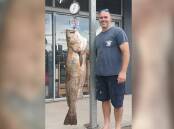 This week's photos is thanks to Ned Kelly's Bait n Tackle, with John Henderson weighing in a thirty kilo mulloway he recently speared off the rocks in Port Macquarie.