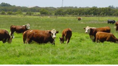 INCREASE PROFITS: Learn how grazing management can improve pasture and soil health at a workshop at the Willawarrin Community Hall on Thursday, March 22 from 9.30am to 2pm. 