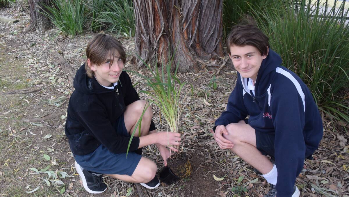 GREEN THUMBS: Dylan Richards and Lachlan Pogoriutschnig. Students from Kempsey High School are learning to grow native plants and vegetables.