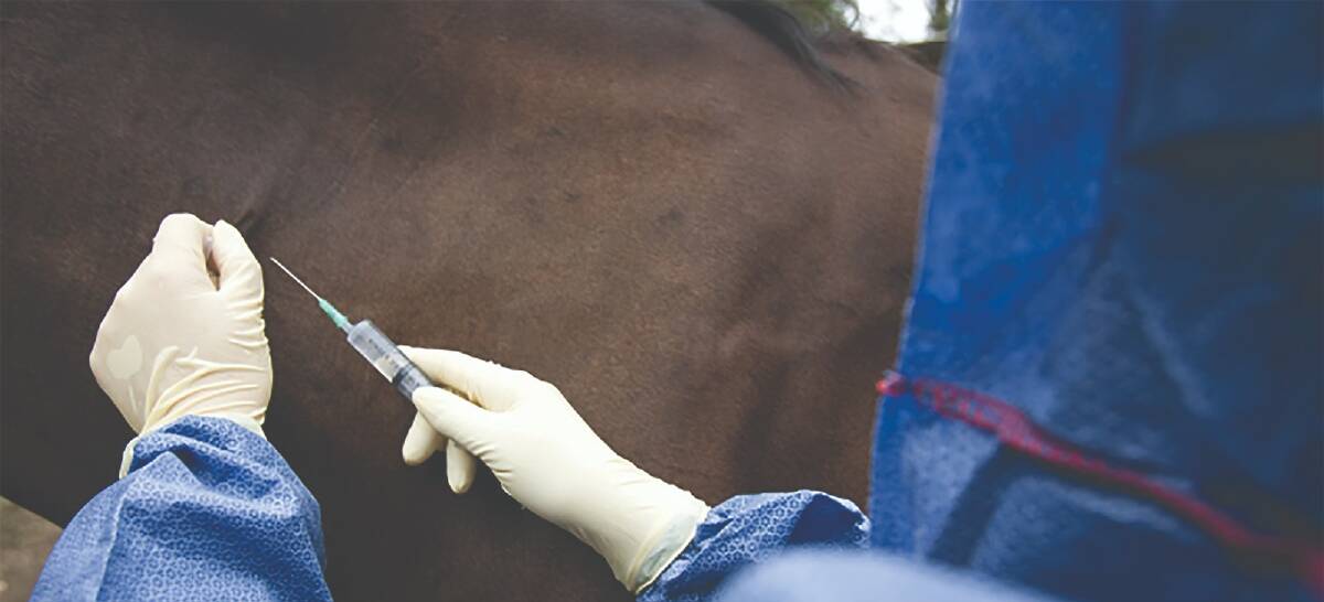 Vaccination of horses is the most effective way to protect both horses and their owners against Hendra virus infection