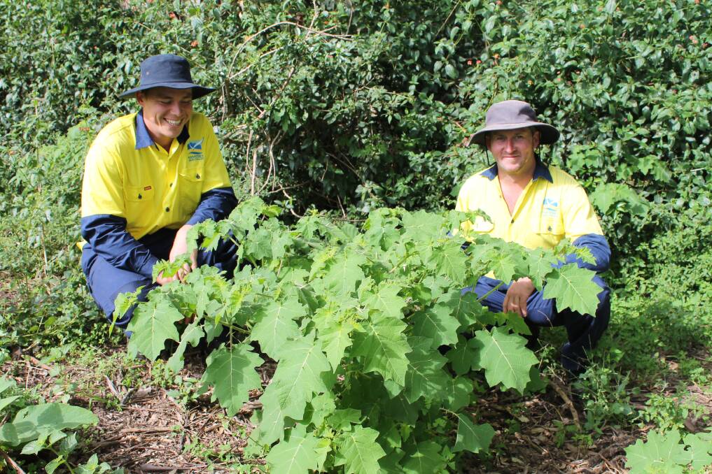 Kempsey Shire Council staff with high priority weed tropical soda apple