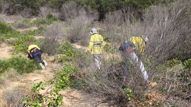SWR Community Dune Care volunteers removing weed seedlings under treated bitou bush at South Smoky beach