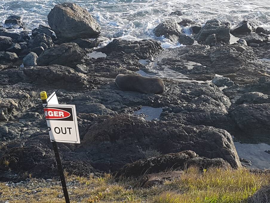 A New Zealand fur seal hauls out at Lighthouse Beach at Port Macquarie