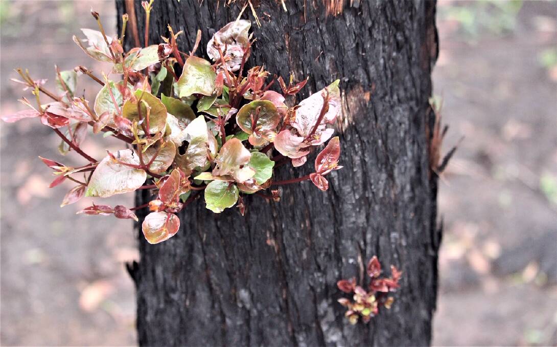 Fresh growth from a fire-blackened tree shows the robustness of nature. Image supplied