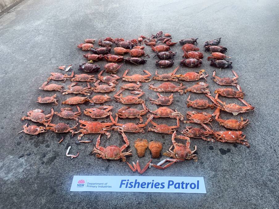 26 mud crabs, 35 blue swimmer crabs, two coral crabs and two Balmain bugs were seized from a South West Rocks restaurant by NSWDPI fisheries officers