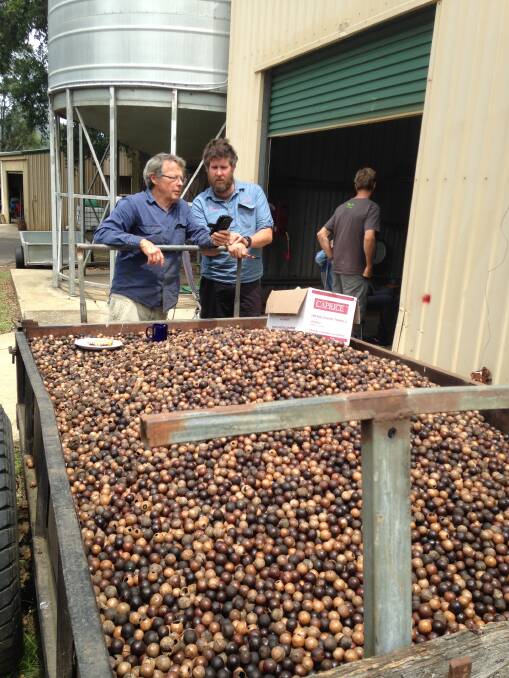 Macadamia growers are shown the benefit of using innovative technology