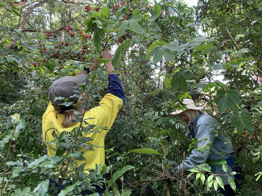 SWR Community Dune Care volunteers bagging ochna berries at Back Creek in October to stop birds spreading them in public bushland