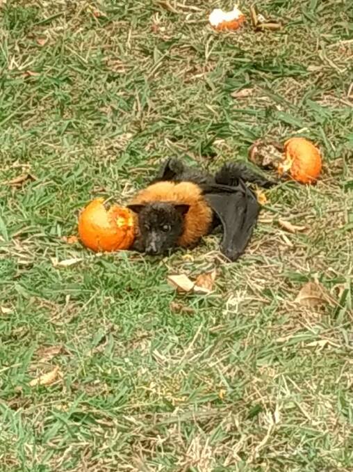 A flying fox eating a tangelo in the Clybucca area. Photo supplied