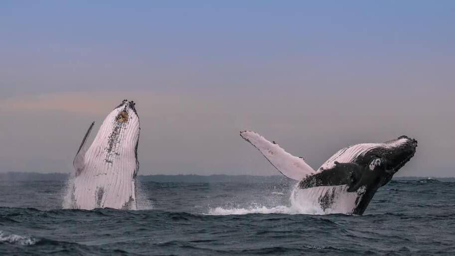 Whale numbers: Humpbacks snapped off the coast of Port Macquarie. Photo: Jodie Lowe's Marine Animal Photography