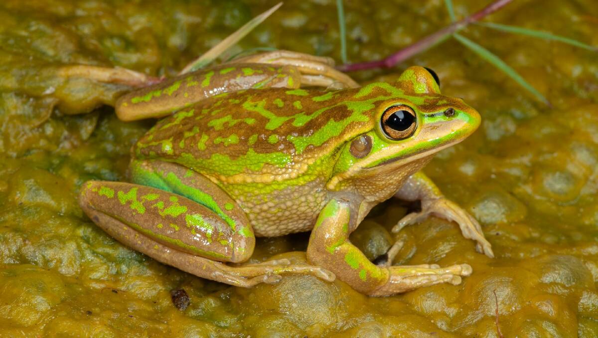 Another local is the Green and Golden Bell Frog (Litoria aurea). Photographer: Stephen Mahony