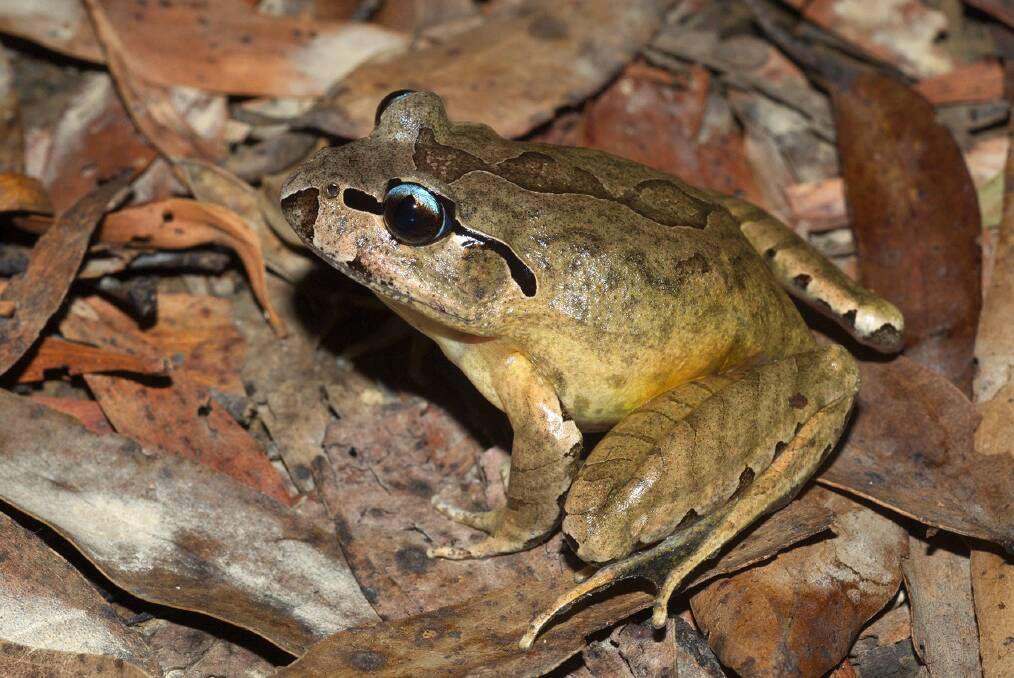 Southern Barred Frog (Mixophyes balbus) is known to live locally. Photographer: Jodi Rowley