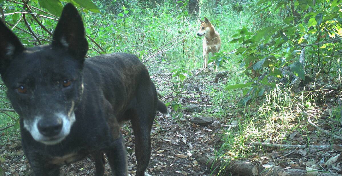 North Coast Local Land Services is seeking community assistance to collect samples for a wild dog genetics program
