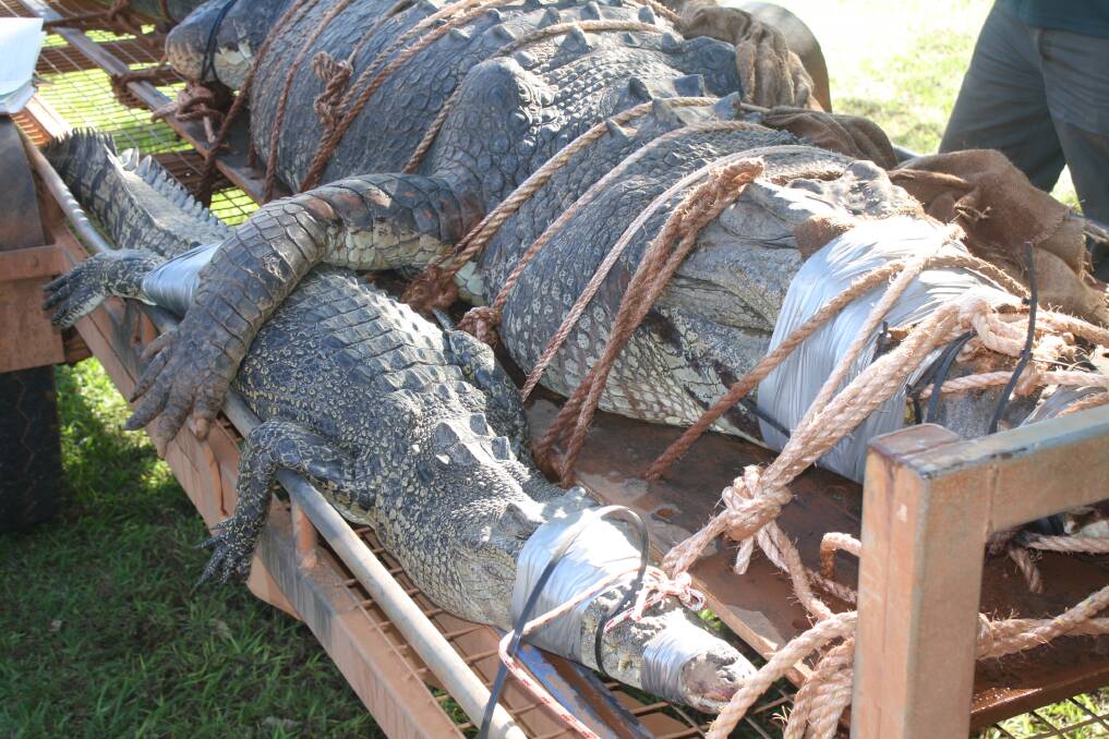 GOTCHA: Rangers caught two saltwater crocodiles on Monday.
