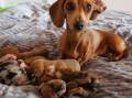 TOP DOG: Cinnamon with her newborn pups Saffron, Cumin, Nutmeg, Chilli and Pepper. Pictures: Daniel Scott