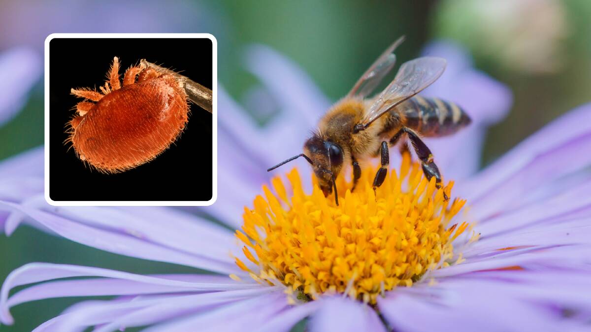 Aussie scientists work on pesticide to kill varroa mite but not bees