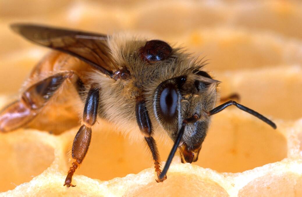 New varroa mite cases expand red zone for second time in a week