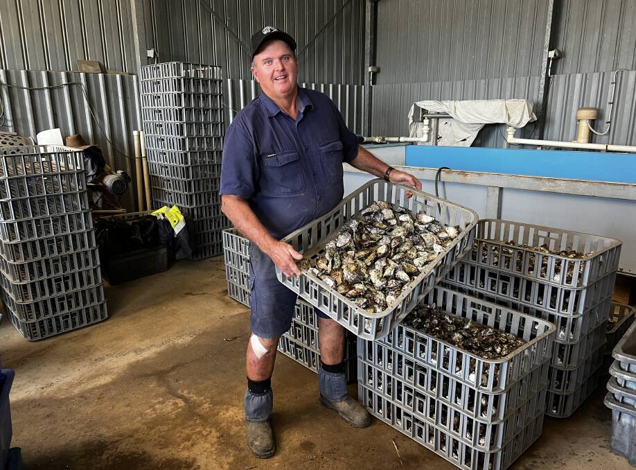 Crookhaven River oyster grower Brian Allen fears sharks in his workplace. Picture by John Hanscombe 