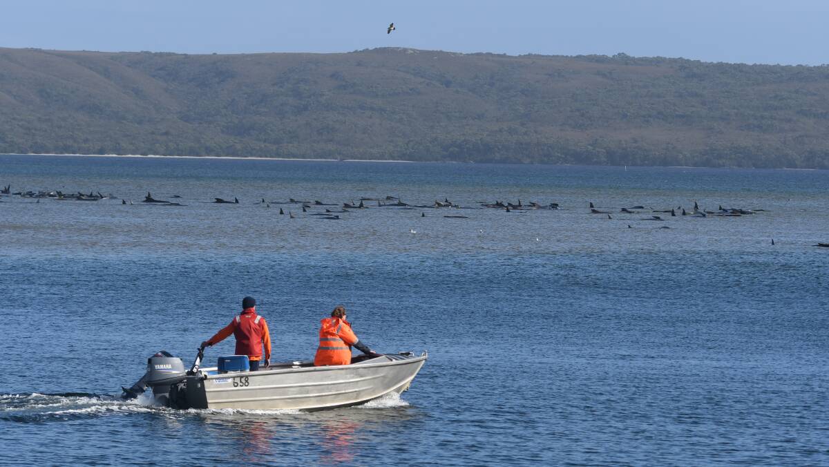 The whales were assessed by marine conservationists. Picture: Brodie Weeding