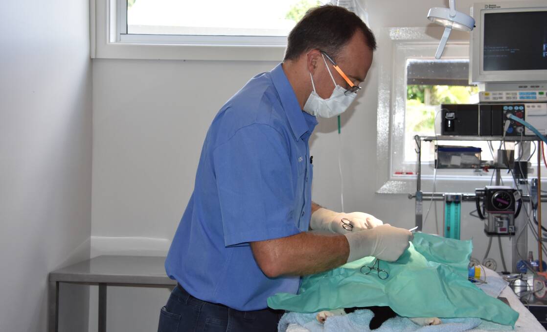 Wauchope vet Michael Ferguson performs a desexing operation on a cat that has already had several litters of kittens.