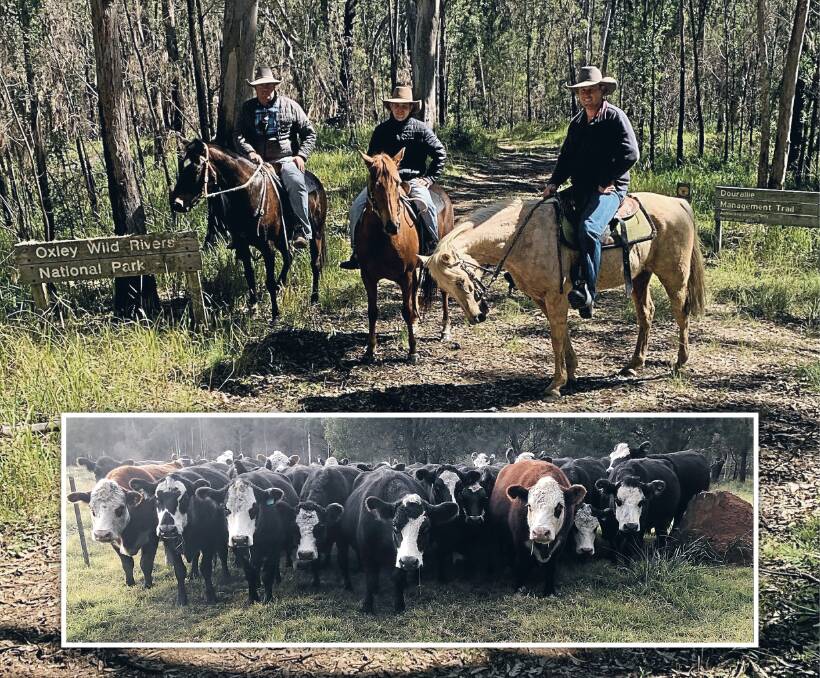 Laurie Argue, Aaron Sutherland and Damian Nixon on the cattle trail in Oxley Wild Rivers National Park with an inset of the cattle found. Photos: Darcy Argue and Aimee Nixon