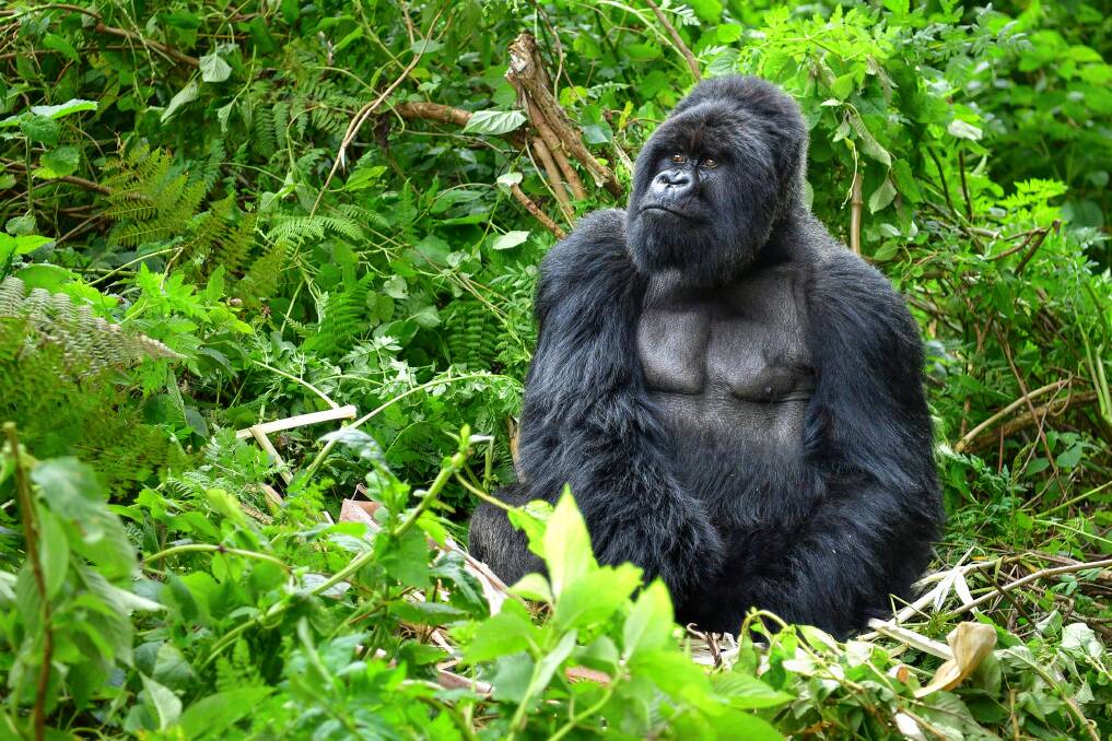 If you are looking to see wildlife in action, Uganda and Rwanda are two places to see gorillas in their natural habitats. Picture: Shutterstock