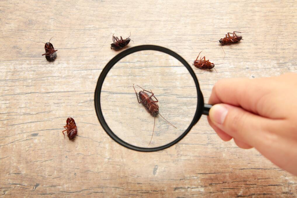 Top 3 pest control treatments for NSW homeowners