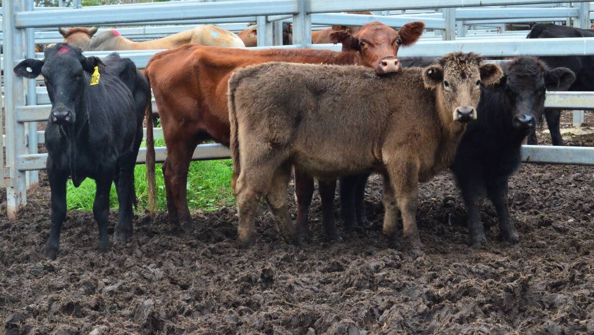 Livestock are forced to stand or lay in pens filled with muck, which presents a welfare concern for many cattle producers who believe that cattle risk contracting disease