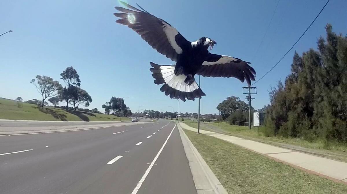 AGGRESSIVE MAGPIE: A Ballarat cyclist has warned Ballarat locals that magpies are out and aggressive this season. 