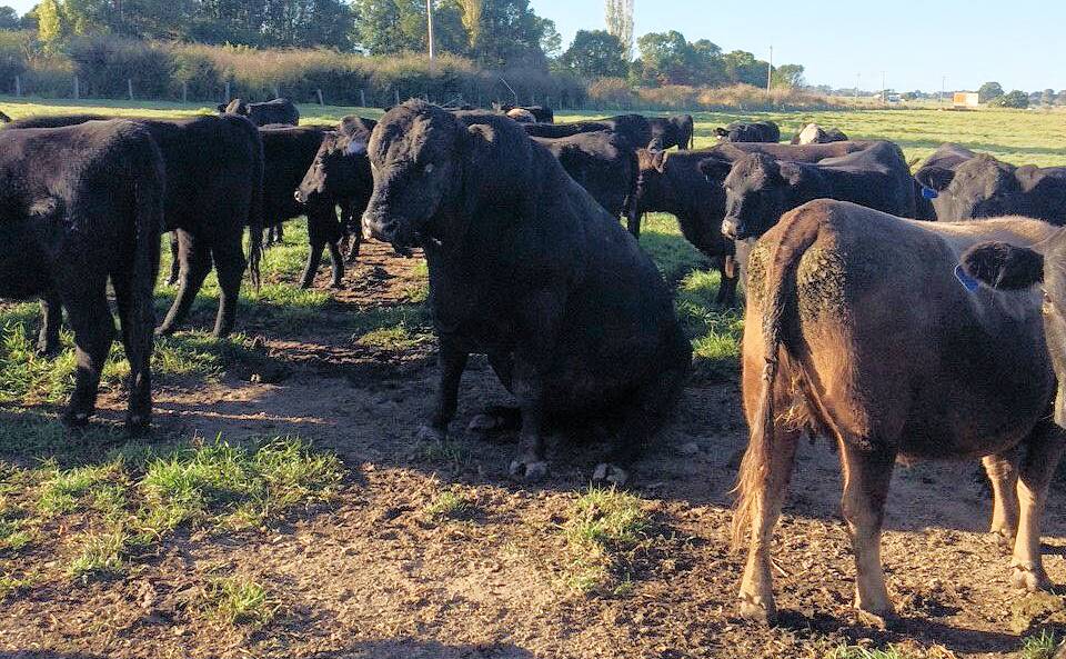 Harry the bull waiting patiently to be moved into the feed paddock. Photo by Samantha Hughes.