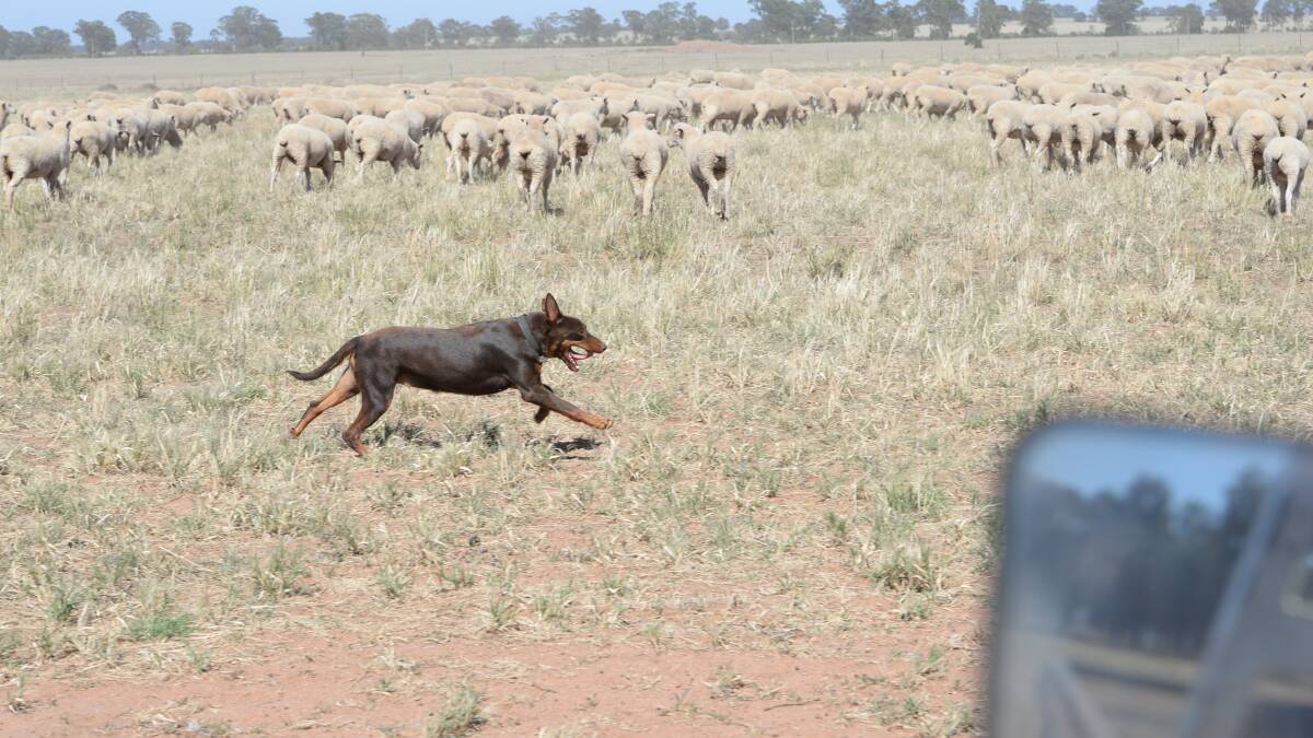 Desperate farmers dumping dogs in drought