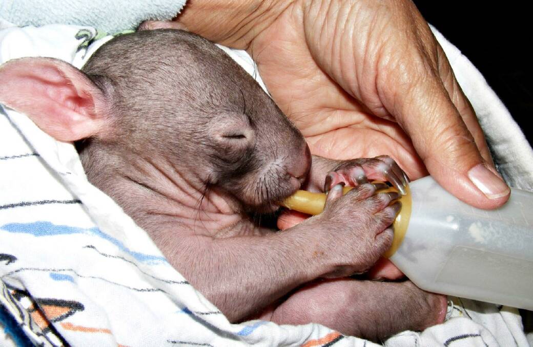 A wombat joey being cared for by a WIRES volunteer