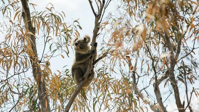 Counting Cowper koalas: $18 million to help save our icons