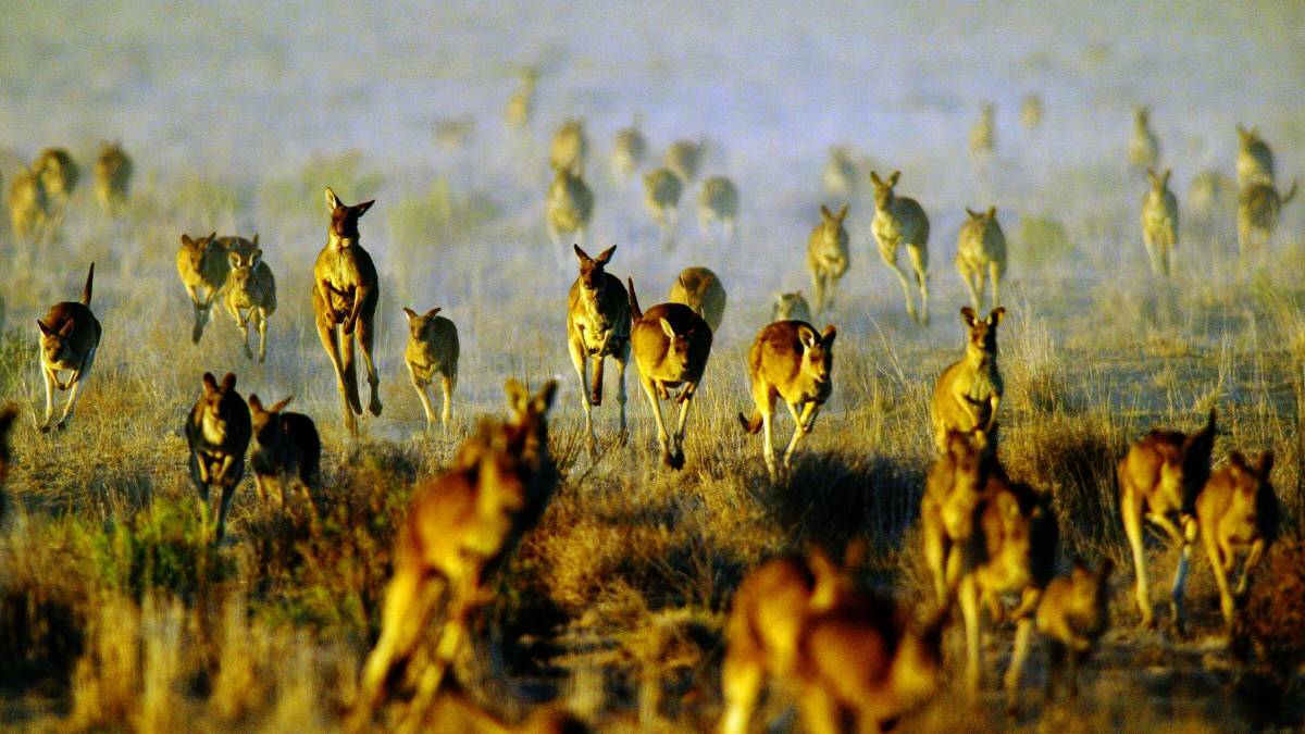 Government relaxes roo control restrictions
