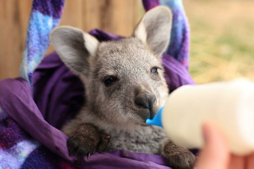 There are increasing numbers of kangaroo joeys needing to be cared for, after their mothers are killed in car accidents