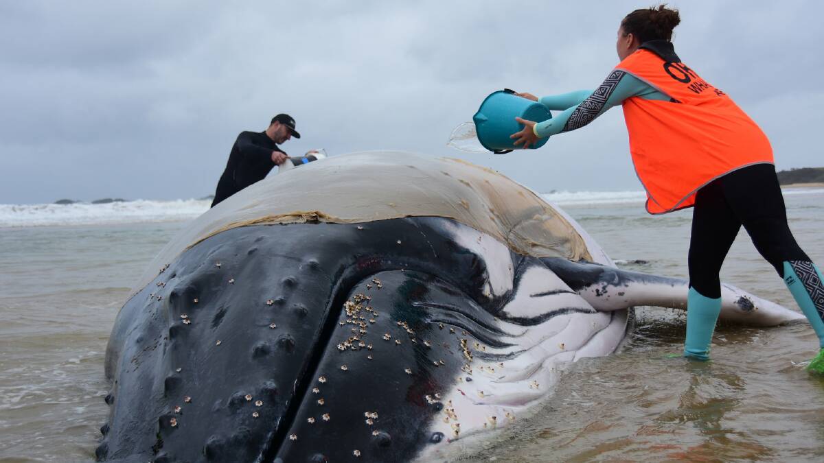 NPWS thanks community for assistance with whale stranding