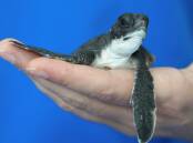 Turtle hatchling survives NSW floods, meal of plastic