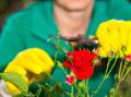 Roses thrive on summer pruning - cut each branch back by about a quarter. Picture Shutterstock