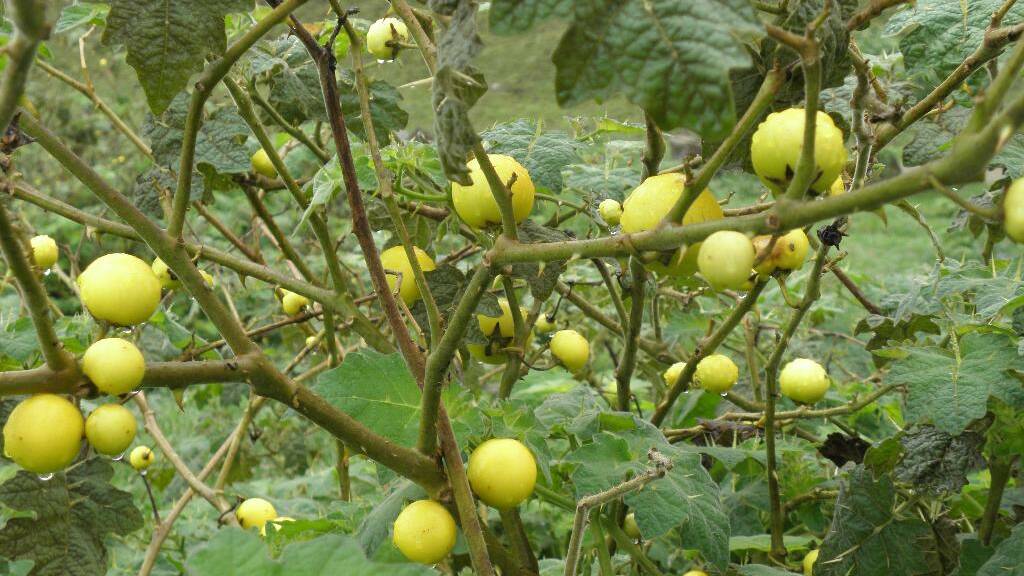 Menace: Council has received funding to remove weeds such as tropical soda apple from crown lands in the shire. 
