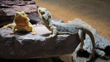 Bearded dragons Picture by Mylene 