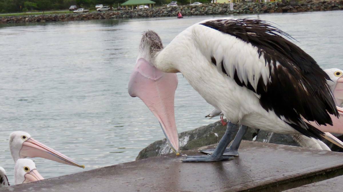 Pelican antics on show at the Forster boat ramp.  Click the photo for more.