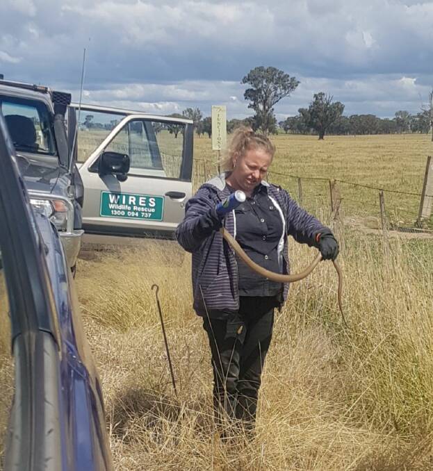 DILEMMA: WIRES volunteer Kylie Sim helps rescue an Eastern brown on the side of the Olympic Highway near Culcairn. Picture: MAKAYLA GILMOUR-SIM