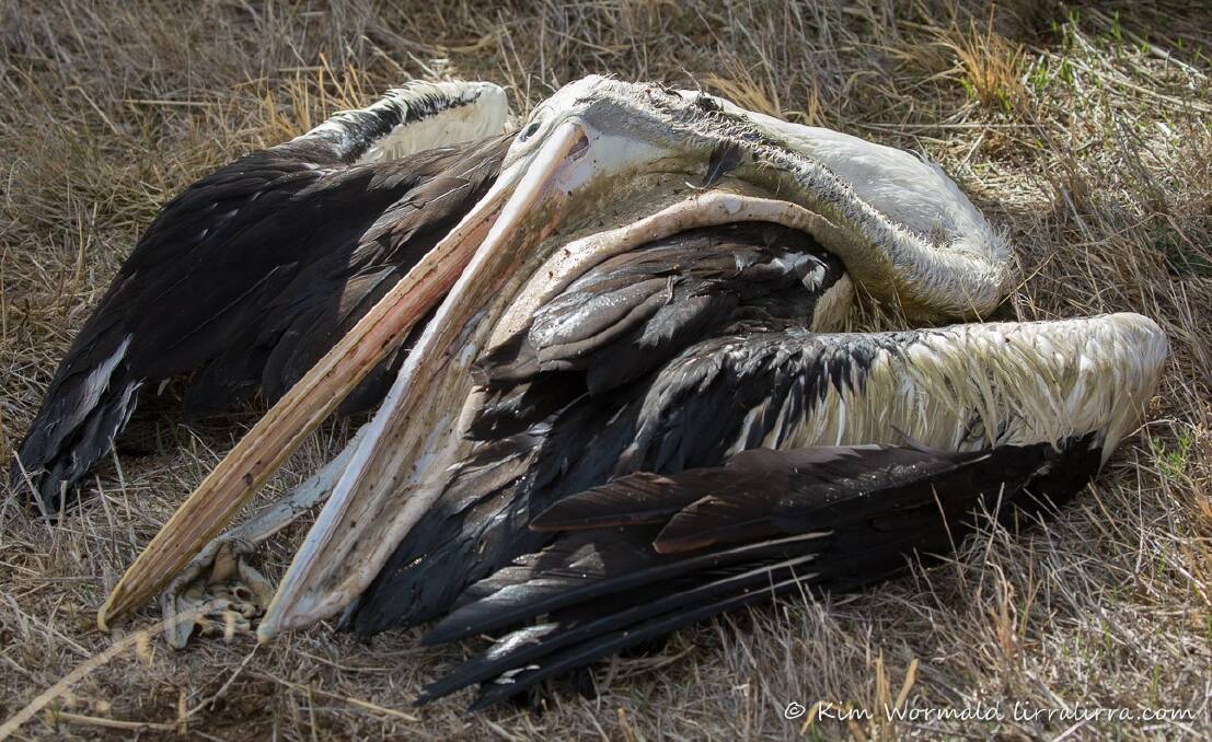 A pelican killed during the hunting season. Photo: Kim Wormald