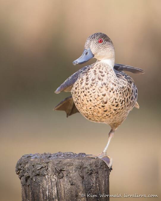 A Grey Teal standing on one leg. Photo: Kim Wormald